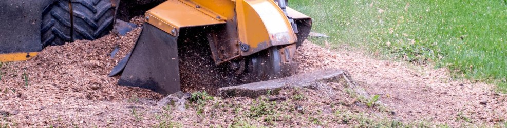 Kansas-City-Stump-Removal